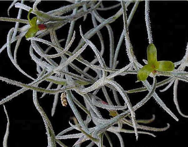 Tilandsia usneoides