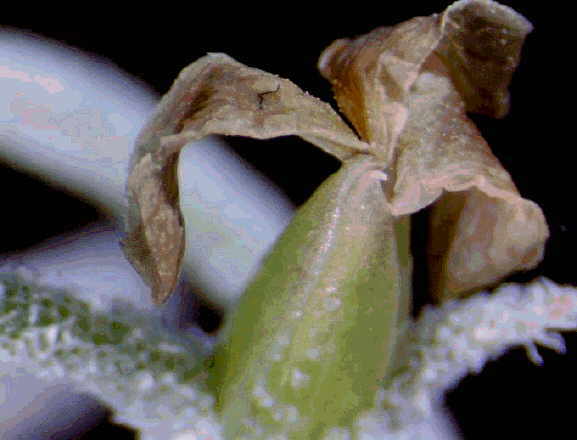 Tilandsia usneoides