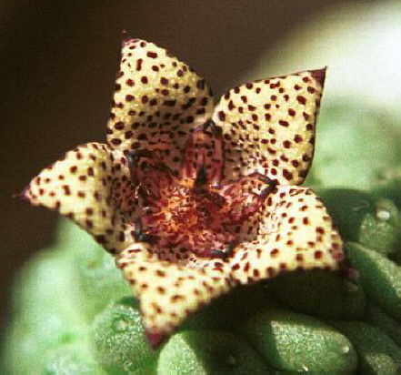 trichocaulon