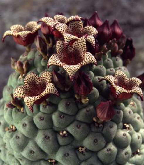 trichocaulon cactiforme