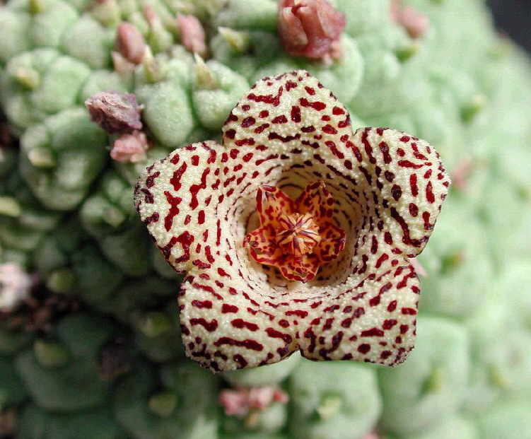 trichocaulon cactiforme