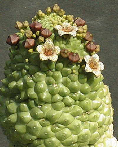 trichocaulon Blüten 2001