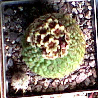 trichocaulon 2001