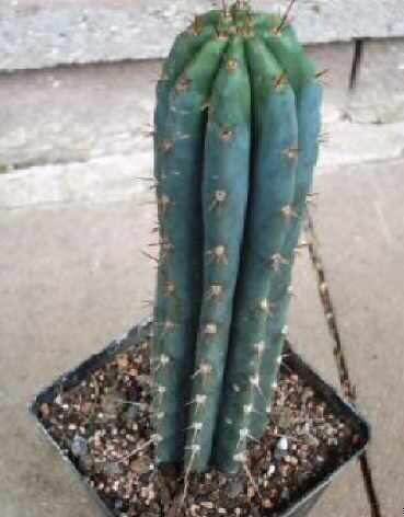 Trichocereus pachanoi