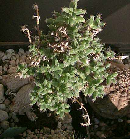 Trichodiadema stellata